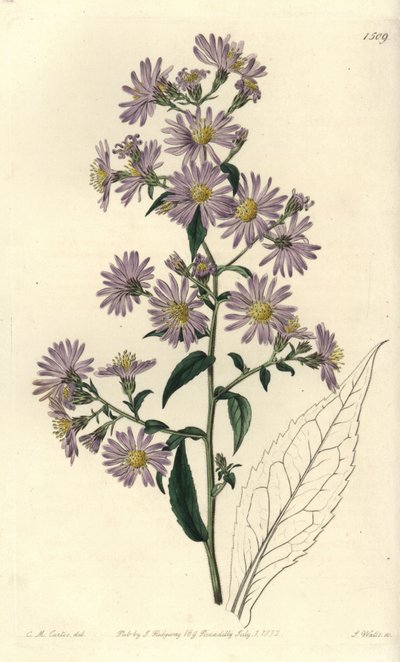 Aster variete - Panicled aster, Symphyotrichum lanceolatum (Pallid aster, Aster pallens). S. Wattsin käsinvärinen kuparikaiverrus Charles M Curtisin kuvituksen jälkeen Sydenham Edwardsin kasvitieteellisestä rekisteristä, Ridgeway, Lontoo tekijältä Sydenham Teast Edwards
