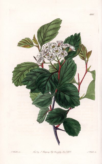Aubepiini tai valkoinen piikki, kotoisin Pohjois-Amerikasta – kaiverrettu S.Watts, Sarah Anne Draken (1803-1857) kuvituksesta, Englannin Sydenham Edwardsin (1768-1819) kasvitieteellisestä rekisteristä tekijältä Sydenham Teast Edwards