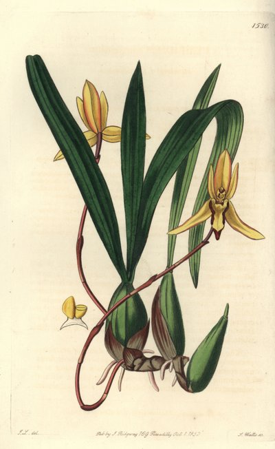 Australian epifyyttinen orkidealajike - Brasiliorchis marginata orkidea (punareunainen cymbidium orkidea, Cymbidium marginatum). S. Wattsin käsinvärinen kuparikaiverrus John Lindleyn kuvituksen jälkeen Sydenham Edwardsin kasvitieteellisestä rekisteristä, R tekijältä Sydenham Teast Edwards