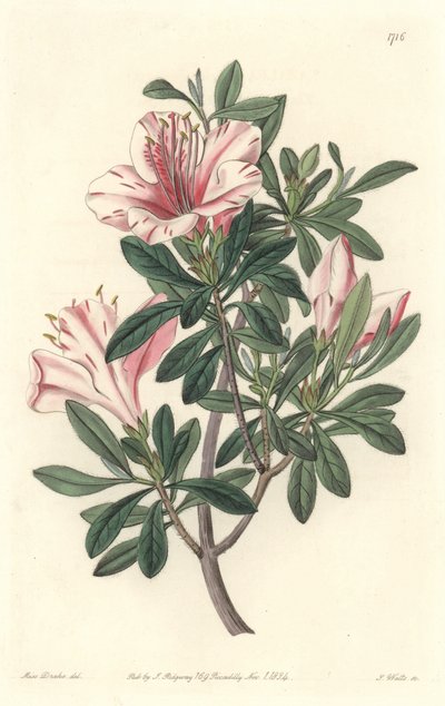 Azalee of Florists - S. Watts Strong Water Sarah Anne Draken (1803-1857) kuvituksesta kasvitieteellisestä rekisteristä tekijältä Sydenham Teast Edwards