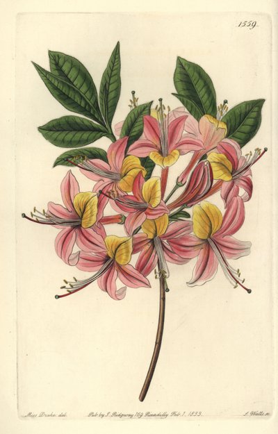 Azalee pontic yellow - keltainen atsalea, Rhododendron luteum (Changeable Pontic azalea, Azalea pontica versicolor). S. Wattsin käsinvärinen kuparikaiverrus Miss Sarah Draken kuvituksen jälkeen Sydenham Edwardsin kasvitieteellisestä rekisteristä, Ridgeway, tekijältä Sydenham Teast Edwards