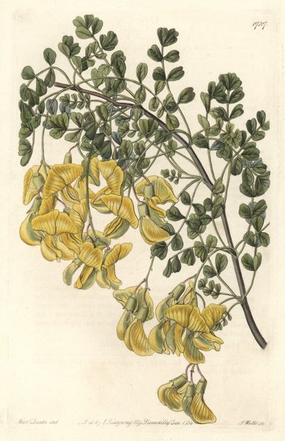 Baguenaudier du Nepal – S. Wattsin Water forte Sarah Anne Draken (1803-1857) kuvituksesta kasvitieteellisestä rekisteristä tekijältä Sydenham Teast Edwards