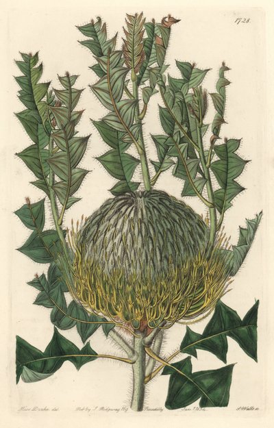 Banksia speciosa, alun perin Australiasta - S. Watts vahvaa vettä Sarah Anne Draken (1803-1857) kuvituksesta kasvitieteellisestä rekisteristä tekijältä Sydenham Teast Edwards
