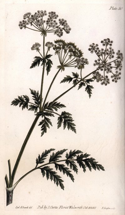 Iso hemlock. Värillinen kuparikaiverrus, Sydenham Edwardsin (1768-1819) kuvitus Lambethin kasvitieteellisen puutarhan kasvitieteelliseen konferenssiin (Englanti) tekijältä Sydenham Teast Edwards