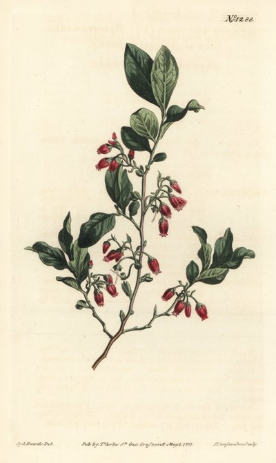Musta huckleberry, Gaylussacia baccata (punakukkainen nihkeä kirsikkamarja, Vaccinium resinosum) - F. Sansom Jr.:n käsinvärinen kuparikaiverrus Sydenham Edwardsin kuvituksen jälkeen William Curtisin kasvitieteellisessä lehdessä, T. Curtis, Lontoo tekijältä Sydenham Teast Edwards