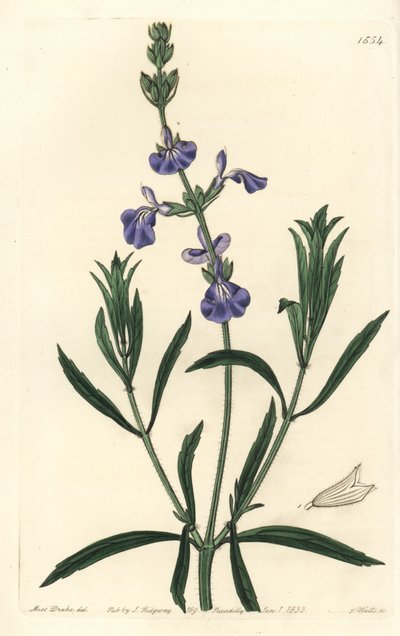 Sininen salvia - Nurmisalvia, Salvia azurea (kapealehtinen salvia, Salvia angustifolia). S. Wattsin käsinvärinen kuparikaiverrus Miss Sarah Draken kuvituksen jälkeen Sydenham Edwardsin kasvitieteellisestä rekisteristä, Ridgeway, Lontoo tekijältä Sydenham Teast Edwards
