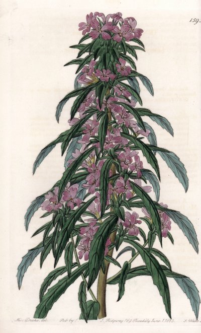 Boisduvalia variete, tiheäkukkainen epilobe - S.Wattsin kaiverrettu taulu Sarah Anne Draken (1803-1857) kuvituksesta, Englannin Sydenham Edwardsin (1768-1819) kasvitieteellisestä rekisteristä tekijältä Sydenham Teast Edwards