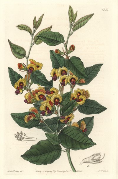 Bossiaea a -luokan kukat, australialainen alkuperä - S. Watts voimakasta vettä Sarah Anne Draken (1803-1857) kuvituksesta kasvitieteellisestä rekisteristä tekijältä Sydenham Teast Edwards