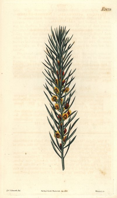 Australiasta kotoisin olevan Daviesia Aicularis -pensaan neulasmainen oksa. Kuvitus Sydenham Edwards, kaiverrus Weddell. Eau forte The Curtis Botanical Magazinessa, kirjoittanut Samuel Curtis tekijältä Sydenham Teast Edwards