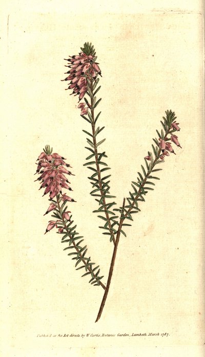 Bruyere carnee, Bruyere lihan väri, Bruyere lumesta tai Bruyere Alpeista - Nurmikasvi, Erica herbacea. Käsinvärinen kuparikaiverrus Sydenham Edwardsin kasvitieteellisen kuvituksen jälkeen William Curtisin The Botanical Magazinesta, Lambet tekijältä Sydenham Teast Edwards