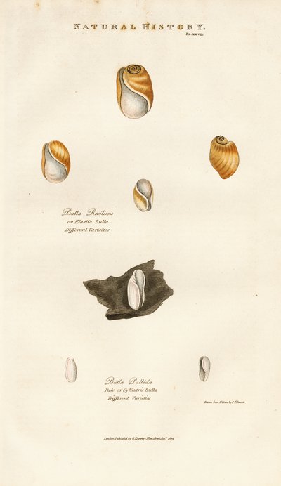 Eri lajien kuplakuoret tekijältä Sydenham Teast Edwards