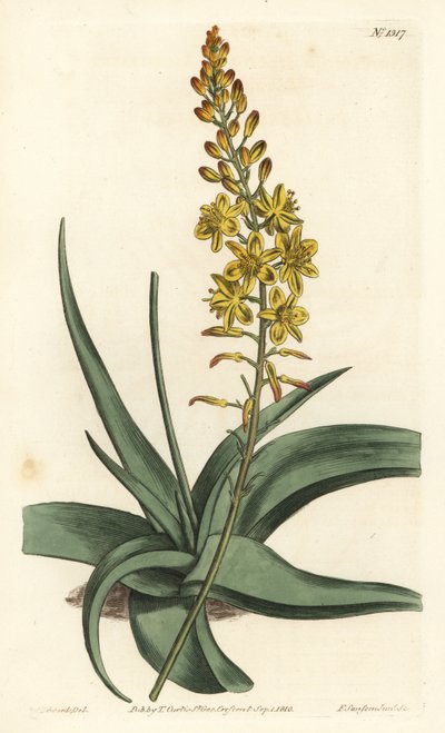 Bulbine variete - Bulbine alooides (Aloe-leaved anthericum, Anthericum alooides). F. Sansom Jr:n käsin tekemä kuparipiirros Sydenham Edwardsin kuvituksen mukaan, William Curtis