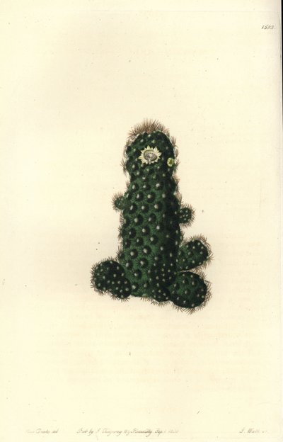 Cactus tenuis (Taper mammillaria, Mammillaria tenuis). S. Wattsin käsinvärinen kuparikaiverrus Miss Sarah Draken kuvituksen jälkeen Sydenham Edwardsin kasvitieteellisestä rekisteristä, Ridgeway, Lontoo tekijältä Sydenham Teast Edwards