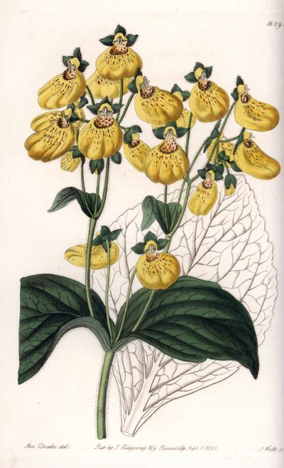 Calceolary tai pieni tohveli, keltaiset kukat - S.Wattsin kaiverrettu taulu, Sarah Anne Draken (1803-1857) kuvituksesta, Englannin Sydenham Edwardsin (1768-1819) kasvitieteellisestä rekisteristä tekijältä Sydenham Teast Edwards