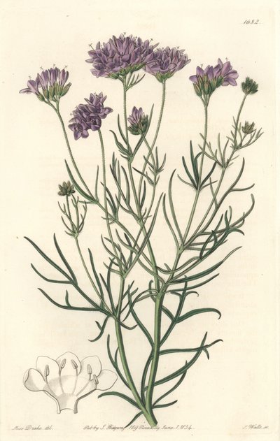 California Gilia - S. Watts Strong Water Sarah Anne Draken (1803-1857) kuvituksesta kasvitieteellisestä rekisteristä tekijältä Sydenham Teast Edwards