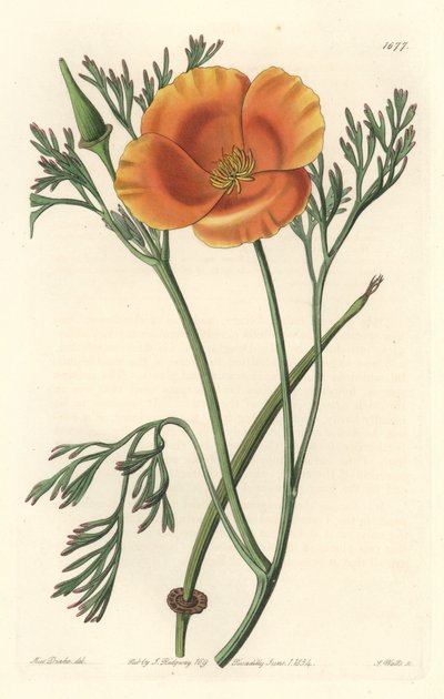 Kalifornian unikko tai amerikkalainen unikko - S. Watts vahvaa vettä Sarah Anne Draken (1803-1857) kuvituksesta kasvitieteellisestä rekisteristä tekijältä Sydenham Teast Edwards