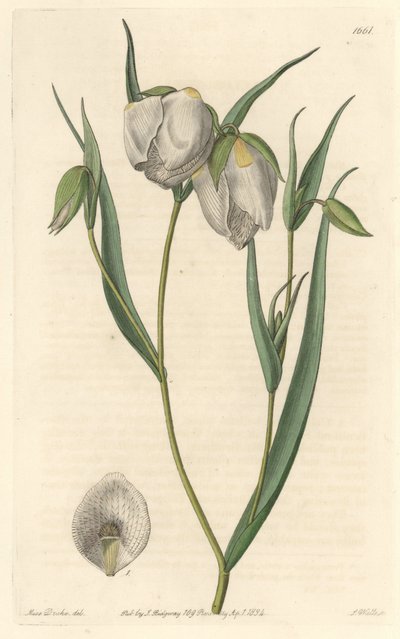 Calohorte (mariposa) tai valkokukkainen cyclobothre, kotoisin Kaliforniasta - S. Watts vahvaa vettä Sarah Anne Draken (1803-1857) kuvituksesta kasvitieteellisestä rekisteristä tekijältä Sydenham Teast Edwards