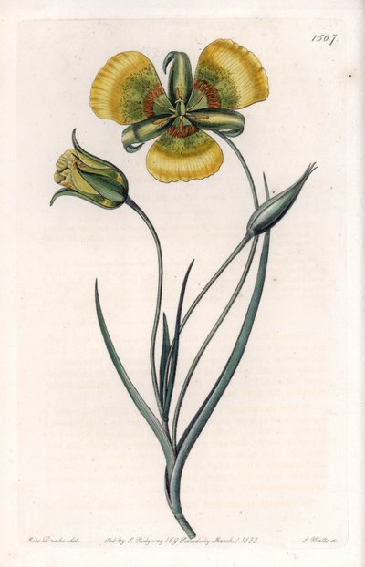 Calochortuksella on suuret keltaiset kukat - S.Wattsin kaiverrettu taulu Sarah Anne Draken (1803-1857) kuvituksesta Sydenham Edwardsin (1768-1819) kasvitieteellisestä rekisteristä, Englanti. tekijältä Sydenham Teast Edwards