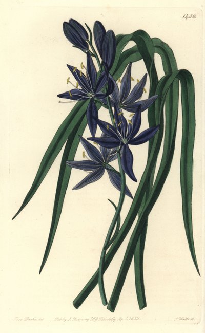 Camassie - Camash, Camassia quamash (syötävä quamash, Camassia esculenta). S. Wattsin käsinvärinen kuparikaiverrus Sarah Draken kuvituksen jälkeen Sydenham Edwardsin kasvitieteellisestä rekisteristä, Ridgeway, Lontoo tekijältä Sydenham Teast Edwards