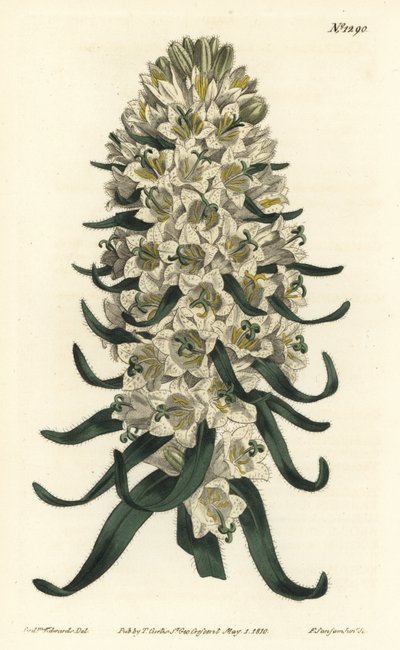 Kampanulalla on kauniita kukkia - pyrenekello, Campanula speciosa (pitkäpiikkikukka, Campanula thyrsoidea). F. Sansom Jr.:n käsinvärinen kuparikaiverrus Sydenham Edwardsin William Curtisin kasvitieteellinen aikakauslehden kuvituksen jälkeen, tekijältä Sydenham Teast Edwards