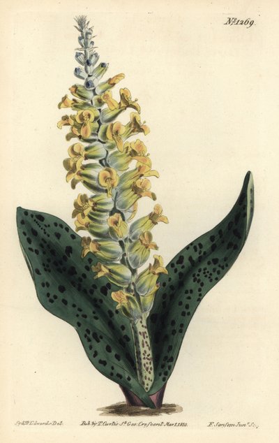 Cape Hyacinth (väärä orkidea) - Täplälehtinen orkidea muistuttava lachenalia, Lachenalia orchioides. F. Sansom Jr.:n käsinvärinen kuparikaiverrus Sydenham Edwardsin kuvituksen jälkeen William Curtisin kasvitieteellisestä lehdestä, T. Curtis, Lontoo tekijältä Sydenham Teast Edwards