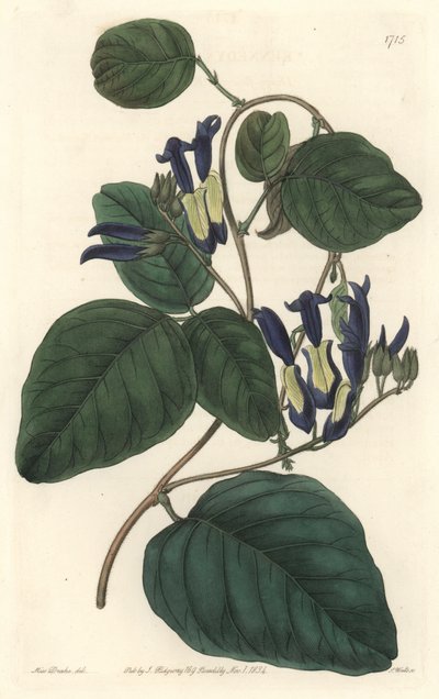 Caulinie noiratre, kotoisin Australiasta - S. Watts voimakasta vettä Sarah Anne Draken (1803-1857) kuvituksesta kasvitieteellisestä rekisteristä tekijältä Sydenham Teast Edwards