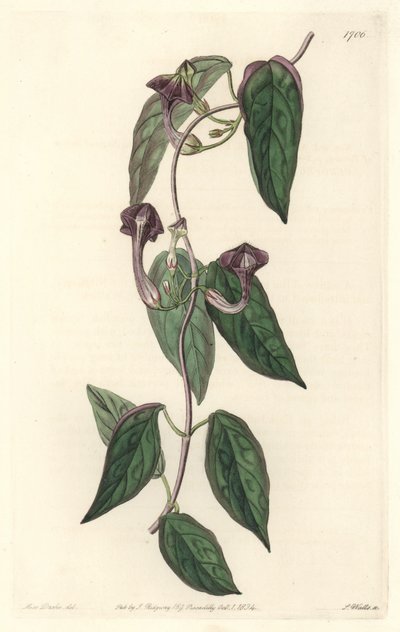 Ceropegia elegantti, kotoisin Intiasta - S. Wattsin vahva vesi Sarah Anne Draken (1803-1857) kuvituksesta kasvitieteellisestä rekisteristä tekijältä Sydenham Teast Edwards