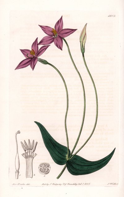 Chironia Variete - S.Wattsin kaivertama levy Sarah Anne Draken (1803-1857) kuvituksesta, Englannin Sydenham Edwardsin (1768-1819) kasvitieteellisestä rekisteristä tekijältä Sydenham Teast Edwards