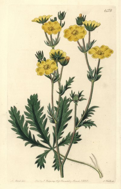 Cinquefoil dressee - rosolehtinen cinquefoil, Potentilla laciniosa. S. Wattsin käsinvärinen kuparikaiverrus M. Hartin kuvituksen jälkeen Sydenham Edwardsin kasvitieteellisestä rekisteristä, Ridgeway, Lontoo tekijältä Sydenham Teast Edwards