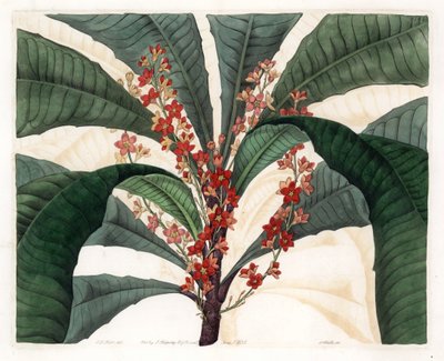 Clavija Variety - S.Wattsin kaiverrettu levy, I.J. Hart, Sydenham Edwardsin kasvitieteellisestä rekisteristä (1768-1819), Englannista tekijältä Sydenham Teast Edwards