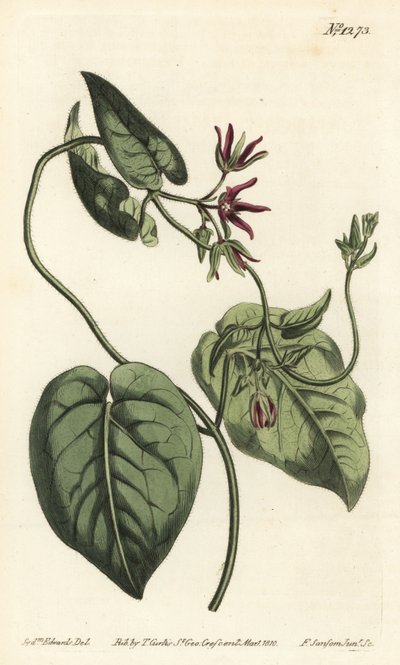 Kiipeävä maitoviini, Matelea obliqua (Virginian cynanchum, Cynanchum discolor). F. Sansom Jr.:n käsinvärinen kuparikaiverrus Sydenham Edwardsin kuvituksen jälkeen William Curtisin kasvitieteellisestä lehdestä, T. Curtis, Lontoo tekijältä Sydenham Teast Edwards