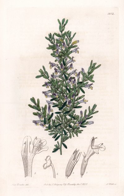 Clinopodium Variete - S.Wattsin kaivertama levy Sarah Anne Draken (1803-1857) kuvituksesta, Englannin Sydenham Edwardsin (1768-1819) kasvitieteellisestä rekisteristä tekijältä Sydenham Teast Edwards