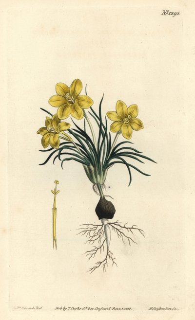 Kellokukka, Moraea fugacissima (kapealehtinen galaksia, Galaxia graminea). F. Sansom Jr.:n käsinvärinen kuparikaiverrus Sydenham Edwardsin kuvituksen jälkeen William Curtisin kasvitieteellisestä lehdestä, T. Curtis, Lontoo tekijältä Sydenham Teast Edwards