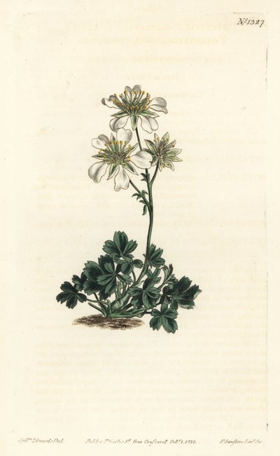 Clusius cinquefoil - Clusius cinquefoil, Potentilla clusiana. F. Sansom Jr.:n käsinvärinen kuparikaiverrus Sydenham Edwardsin kuvituksen jälkeen William Curtisin kasvitieteellisestä lehdestä, T. Curtis, Lontoo tekijältä Sydenham Teast Edwards
