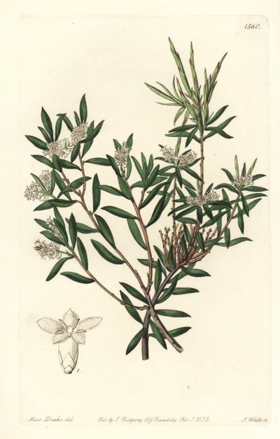 Rannikkopartanommi tai pienikukkainen valkoparta, Leucopogon parviflorus. S. Wattsin käsinvärinen kuparikaiverrus Miss Sarah Draken kuvituksen jälkeen Sydenham Edwardsin kasvitieteellisestä rekisteristä, Ridgeway, Lontoo tekijältä Sydenham Teast Edwards
