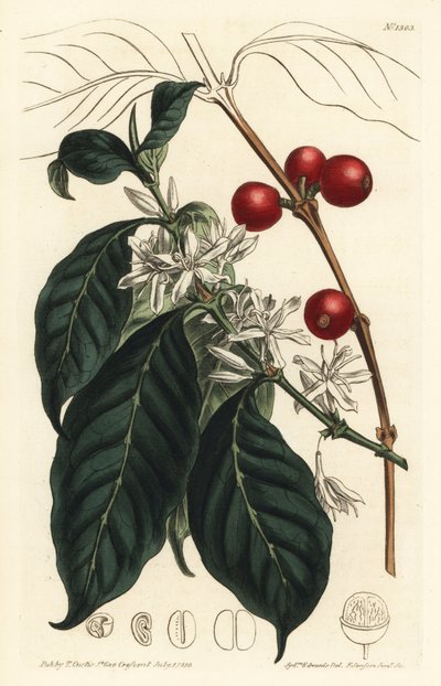 Kahvinkeitin arabica - Kahvipuu, Coffea arabica. F. Sansom Jr.:n käsinvärinen kuparikaiverrus Sydenham Edwardsin kuvituksen jälkeen William Curtisin kasvitieteellisestä lehdestä, T. Curtis, Lontoo tekijältä Sydenham Teast Edwards