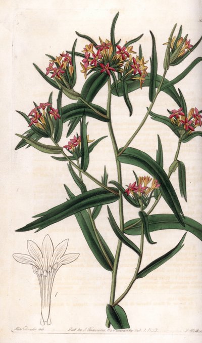Collomia neon - S.Wattsin kaivertama levy Sarah Anne Draken (1803-1857) kuvituksesta, Englannin Sydenham Edwardsin (1768-1819) kasvitieteellisestä rekisteristä tekijältä Sydenham Teast Edwards
