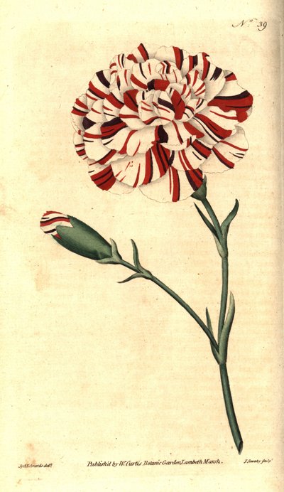 Tavallinen neilikka, kukkaneilika tai neilikka neilikka - Franklinin hammaskivi, tulipunainen outo neilikka, Dianthus caryophyllus. James Sowerbyn käsinvärinen kuparikaiverrus Sydenham Edwardsin kasvitieteellisen kuvituksen jälkeen William Curtisin The Bot tekijältä Sydenham Teast Edwards