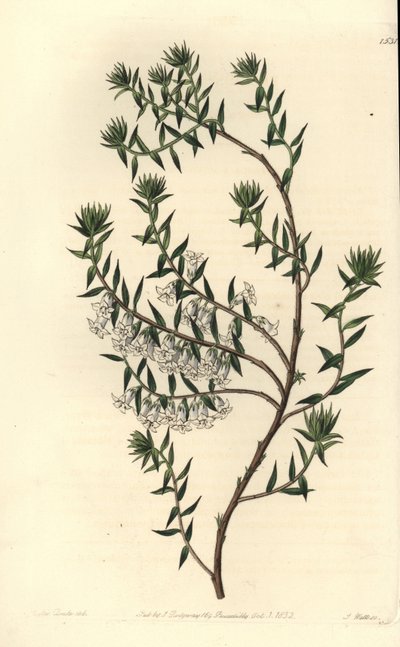 Nummi, Epicris impressa (Snowy epacris, Epicris nivalis). S. Wattsin käsinvärinen kuparikaiverrus Miss Sarah Draken kuvituksen jälkeen Sydenham Edwardsin kasvitieteellisestä rekisteristä, Ridgeway, Lontoo tekijältä Sydenham Teast Edwards