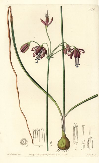 Coral de Mèxic o gota de corall - Gotes de corall, Bessera elegans (Pharium de fulla buida, Pharium fistulosum). Gravat en placa de coure pintat a mà de S. Watts després d