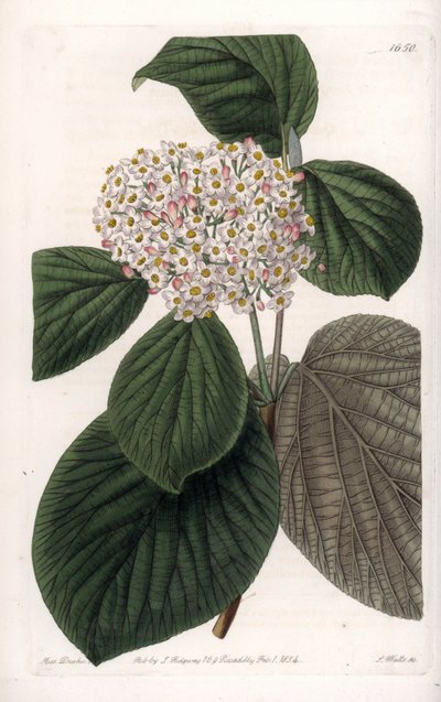 Cotton Viorne - S.Wattsin kaiverrettu taulu Sarah Anne Draken (1803-1857) kuvituksesta, Englannin Sydenham Edwardsin (1768-1819) kasvitieteellisestä rekisteristä tekijältä Sydenham Teast Edwards