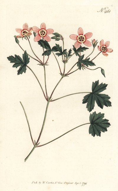 Crane bill (tai stork bill) - Lihanvärinen kurkun nokka, Erodium incarnatum. Sansomin käsinvärinen kuparikaiverrus Sydenham Edwardsin kuvituksen jälkeen William Curtisin kasvitieteellisestä lehdestä Lontoosta tekijältä Sydenham Teast Edwards
