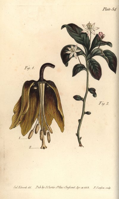 Kruunun keisarillinen kukka, Fritillaria imperialis, Haustrria tekijältä Sydenham Teast Edwards