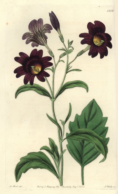 Curvy Salpiglossis - Maalattu kieli, Salpiglossis sinuata (Dark purple salpiglossis, Salpiglossis atropurpurea). S. Wattsin käsinvärinen kuparikaiverrus M. Hartin kuvituksen jälkeen Sydenham Edwardsin kasvitieteellisestä rekisteristä, Ridgeway, Lontoo tekijältä Sydenham Teast Edwards
