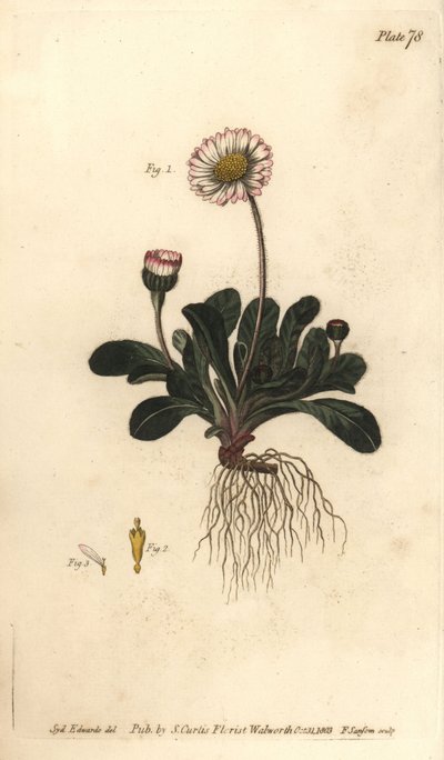 Daisy, Bellis perennis, Polygamia superflua. F. Sansomin käsinvärinen kuparikaiverrus Sydenham Edwardsin kasvitieteellisestä kuvituksesta William Curtisin kasvitieteen luentoihin, sellaisena kuin se on toimitettu Lambethin kasvitieteellisessä puutarhassa tekijältä Sydenham Teast Edwards