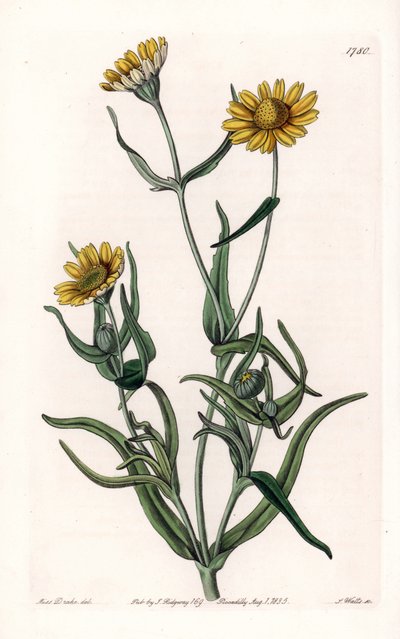 Daisy variete "kulta", kotoperäinen Kaliforniassa - Kaiverrus S.Watts, Sarah Anne Draken (1803-1857) kuvituksesta, Englannin Sydenham Edwardsin (1768-1819) kasvitieteellisestä rekisteristä tekijältä Sydenham Teast Edwards