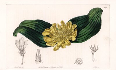 Daubenya Variete - S.Wattsin kaivertama levy Sarah Anne Draken (1803-1857) kuvituksesta, Englannin Sydenham Edwardsin (1768-1819) kasvitieteellisestä rekisteristä tekijältä Sydenham Teast Edwards