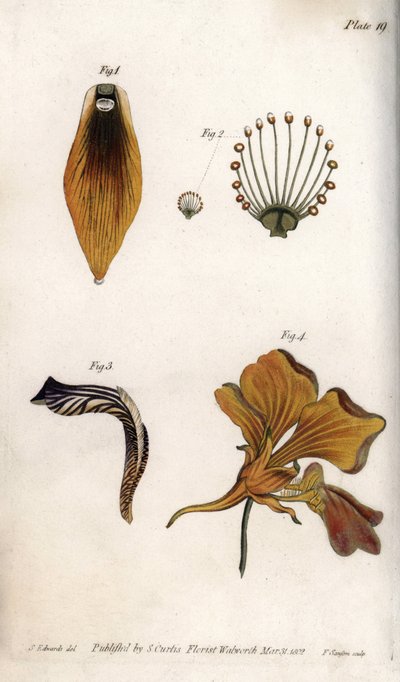 Yksityiskohtainen kuvaus fritillarin varresta ja kruunusta. Värillinen kuparikaiverrus, Sydenham Edwardsin (1768-1819) kuvitus Lambethin kasvitieteellisen puutarhan kasvitieteelliseen konferenssiin (Englanti) tekijältä Sydenham Teast Edwards