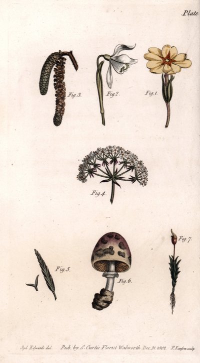 Erilaisia maljoja: primerose, lumilävistys, hasselpähkinä, cike, ruoho, sieni ja sammal. Värillinen kuparikaiverrus, Sydenham Edwardsin (1768-1819) kuvitus Lambethin kasvitieteellisen puutarhan kasvitieteellinen puutarha (Englanti) tekijältä Sydenham Teast Edwards