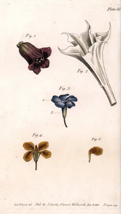Erilaisia korolleja: belladonna, stramoine datura, suuri periwinkle ja seinien giroflee. Värillinen kuparikaiverrus, Sydenham Edwardsin (1768-1819) kuvitus Lambethin kasvitieteellisen puutarhan kasvitieteellinen puutarha (Englanti) tekijältä Sydenham Teast Edwards
